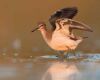 sandpiper bird