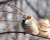 angry house sparrow