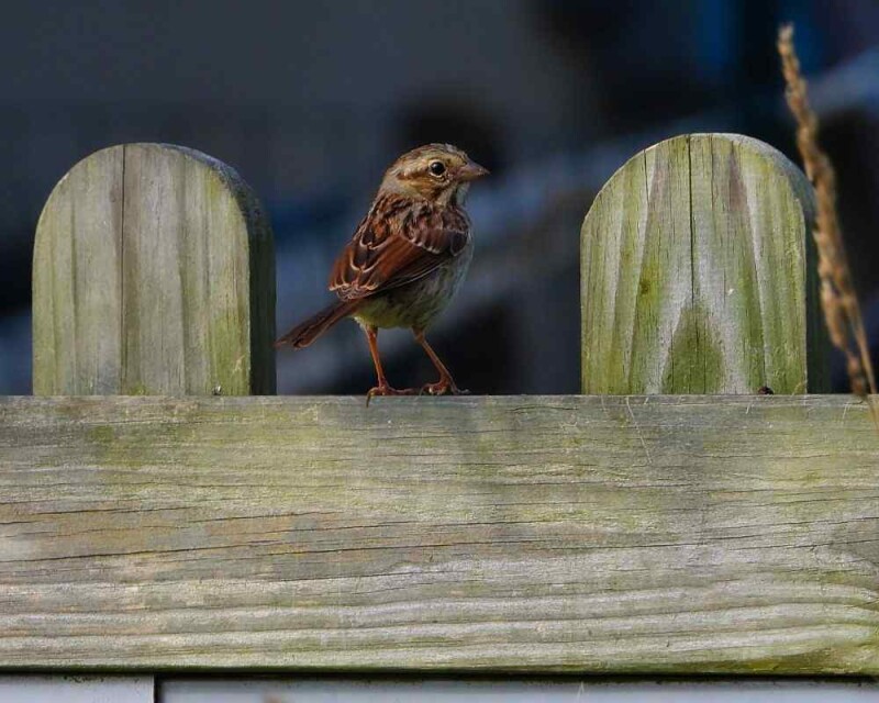 7 Best Birdhouses for Sparrows in 2021 (Amazon & DIY)