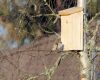 sparrow bird house