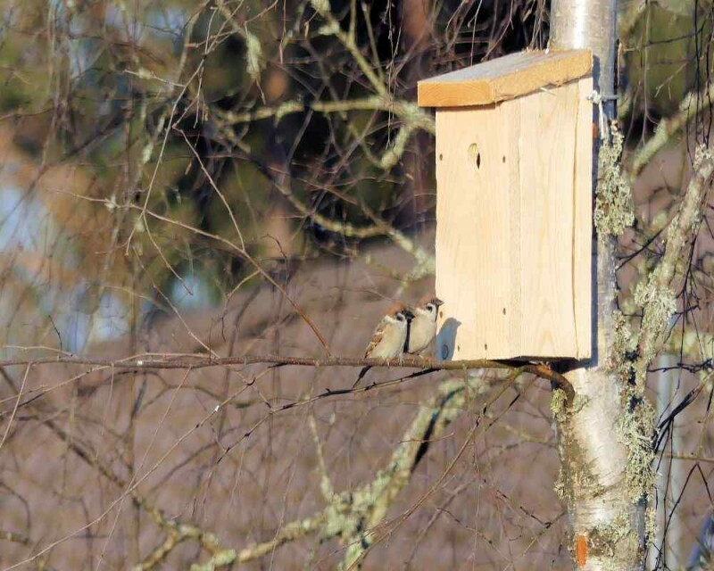 7 Best Birdhouses for Sparrows in 2021 (Amazon & DIY)