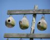 three sparrow bird houses