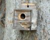 wooden birdhouse for sparrows