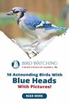 16 Astounding Birds with Blue Heads with Pictures! (Backyard friendly) Thumbnail