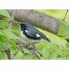 a black throated blue warbler