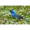 a blue grosbeak