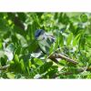 a cerulean warbler