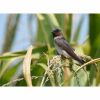 a cliff swallow