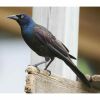 a common grackle