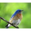 a eastern bluebird