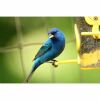 a indigo bunting