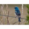 a lazuli bunting