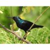 a purple sunbird