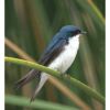 a tree swallow