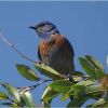 a western bluebird