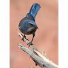 a woodhouse scrub jay