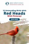 13 Astounding Birds with Red Heads With Pictures! (Backyard Friendly) Thumbnail