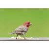 a house finch bird