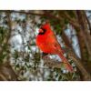 a northern cardinal bird