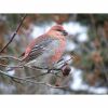 a pine grosbeak bird