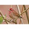 a purple finch bird