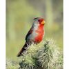 a pyrrhuloxia bird