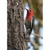 a red breasted sapsucker bird