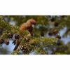 a red crossbill bird