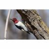 a redheaded woodpecker bird