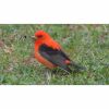 a scarlet tanager bird