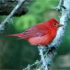 a summer tanager bird