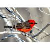 a vermilion flycatcher bird