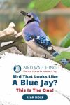 Bird That Looks Like A Blue Jay? This Is The One Thumbnail