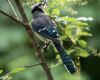 a blue jay in open