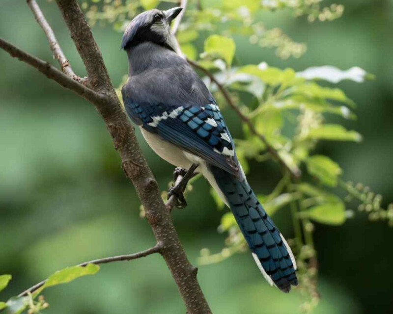 Bird That Looks Like A Blue Jay? This Is The One