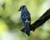 a blue jay perched