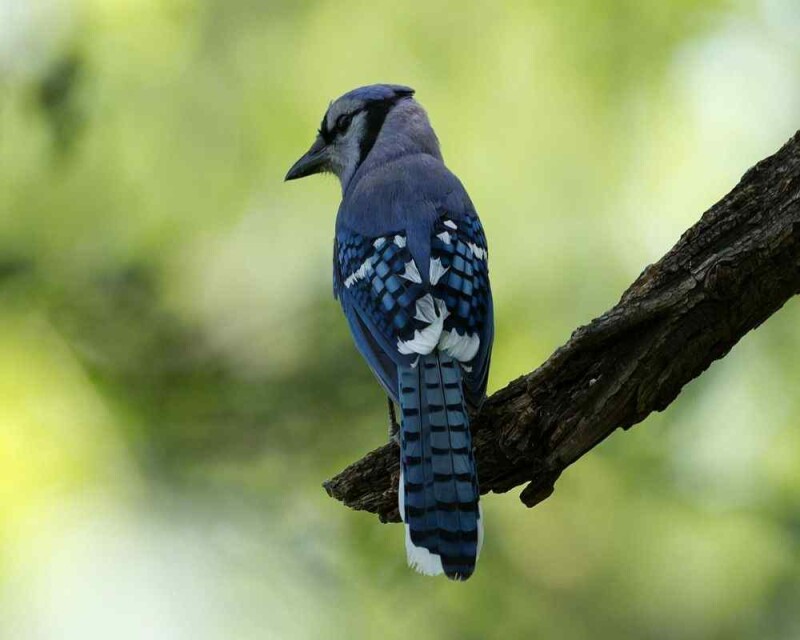Bird That Looks Like A Blue Jay? This Is The One