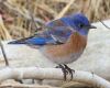 a bluebird sitting on a branch