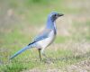 california scrub jay sitting on ground