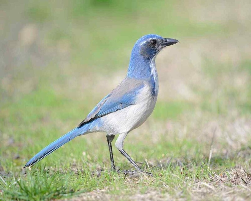 Bird That Looks Like A Blue Jay? This Is The One