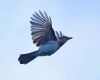 a steller's jay flying