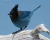a stellers jay sitting on wood