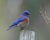 a western bluebird