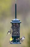 Standard Squirrel-Proof Bird-Feeder