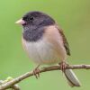 The Dark-eyed Junco bird