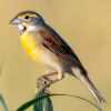 The Dickcissel bird