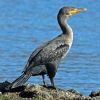 The double-crested cormorant bird