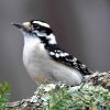 The Downy Woodpecker bird