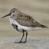 The Dunlin bird