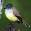 The Dusky-capped Flycatcher